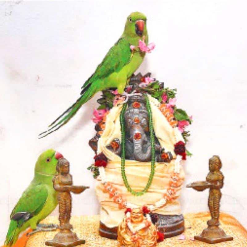 Two Parrot did pooja to lord vinayagar in viral video