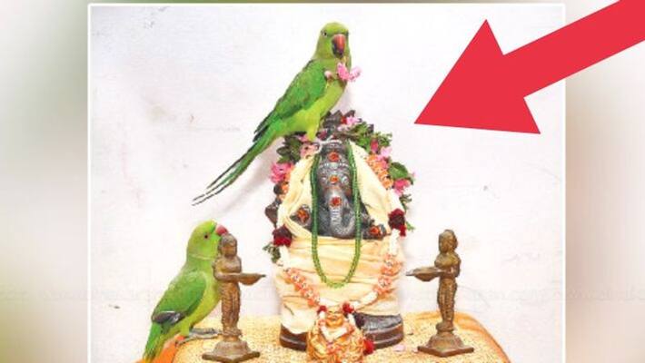 Two Parrot did pooja to lord vinayagar in viral video Two Parrot did pooja to lord vinayagar in viral video
