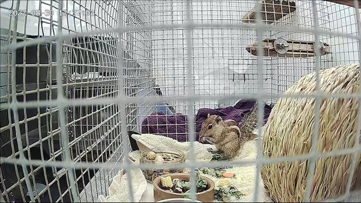 squirrel traveled ocean trip on boat from india to scotland rescued now finding forever home squirrel traveled ocean trip on boat from india to scotland rescued now finding forever home