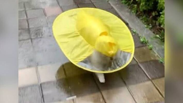 Dog Runs Wearing Yellow Raincoat gets viral Dog Runs Wearing Yellow Raincoat gets viral