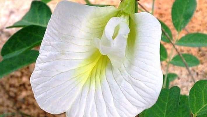 Shankhpushpi or white aparajita flower is a panacea for many diseases, reduces mental stress bsm Shankhpushpi or white aparajita flower is a panacea for many diseases, reduces mental stress bsm