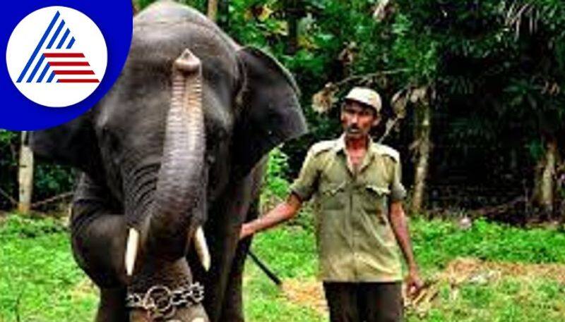 A domesticated elephant died in Trichy due to ill health