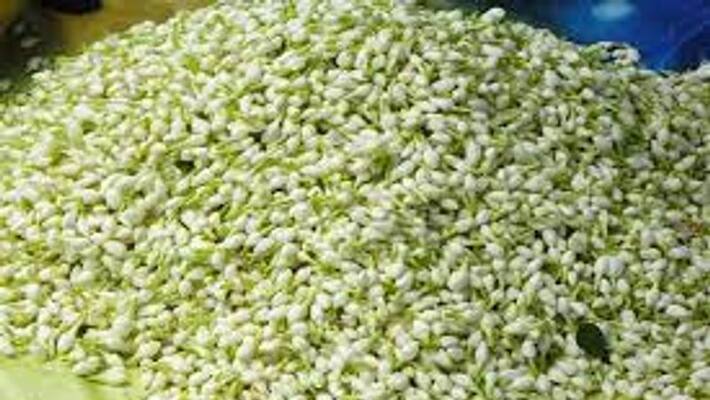Jasmine flower price hike Jasmine flower price hike