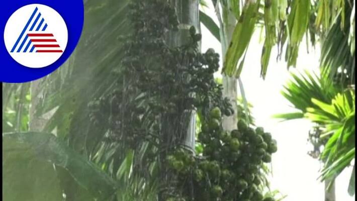 arecanut farmers facing diseases in uttara kannada gow arecanut farmers facing diseases in uttara kannada gow