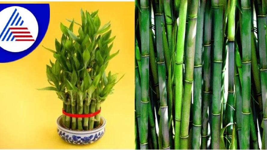 Benefits and Vastu Placement of Bamboo Plant at Home skr Benefits and Vastu Placement of Bamboo Plant at Home skr