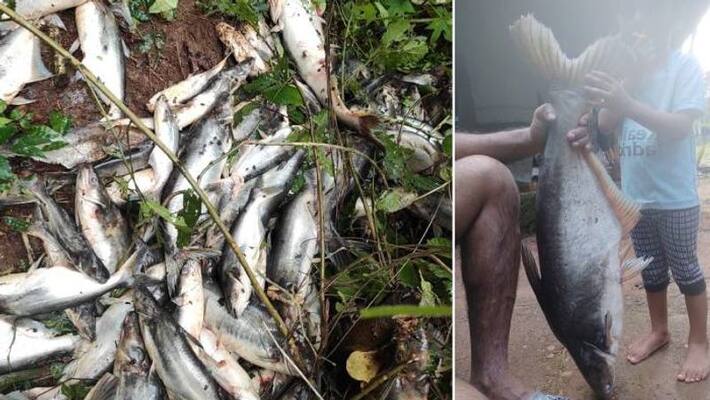 Is sea fish good Is pond fish good If you know the reason you will not go there Is sea fish good Is pond fish good If you know the reason you will not go there