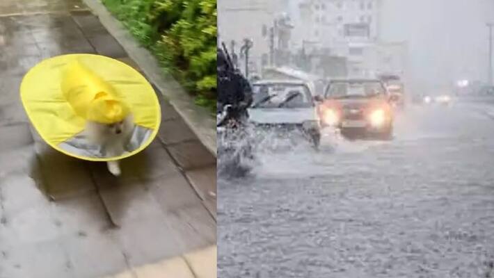 Flood situation in so many areas of Bangalore, a dog wearing rain coat and walks in rain video goes viral akb Flood situation in so many areas of Bangalore, a dog wearing rain coat and walks in rain video goes viral akb