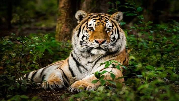 UP Cabinet Big Decision Yogi Govt Gives Nod To Bundelkhand First Tiger Reserve Know Full Details UP Cabinet Big Decision Yogi Govt Gives Nod To Bundelkhand First Tiger Reserve Know Full Details