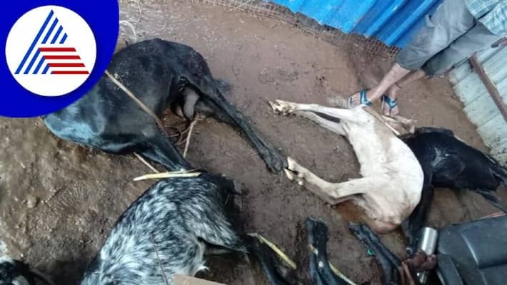 Heavy rainfall 45goats and cow death at honaganahalli mandya rav Heavy rainfall 45goats and cow death at honaganahalli mandya rav