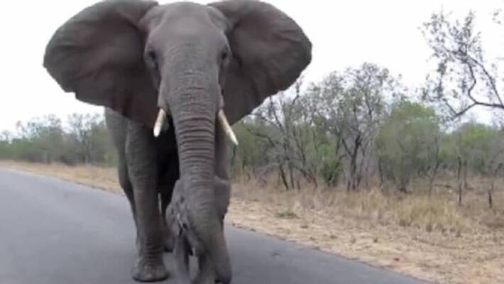 Elephant stops baby from getting too close to tourists Elephant stops baby from getting too close to tourists