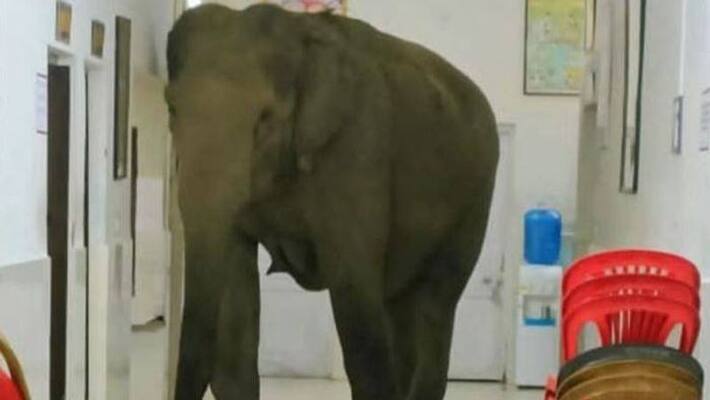 elephants spotted in hospital video went viral elephants spotted in hospital video went viral