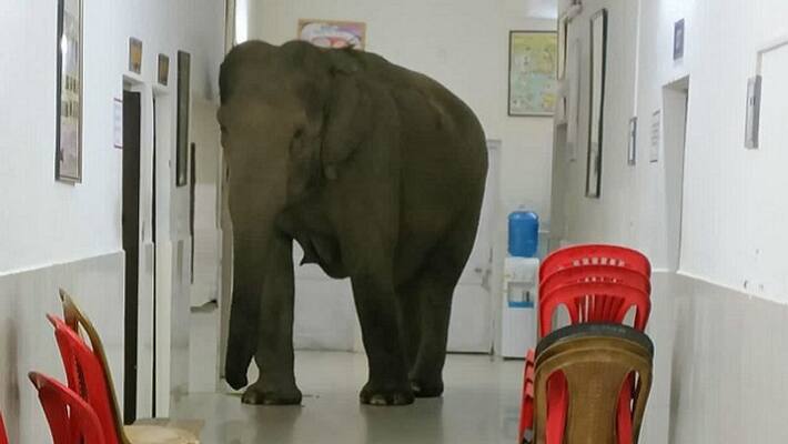 elephants enter a hospital ward inside army cantonment in bengals jalpaiguri district ash elephants enter a hospital ward inside army cantonment in bengals jalpaiguri district ash