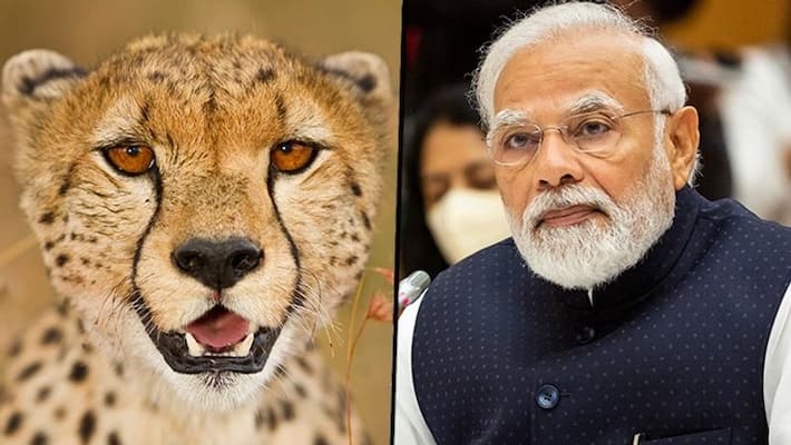 PM Modi to introduce 5 African cheetahs in Kuno National Park on his birthday September 17 AJR PM Modi to introduce 5 African cheetahs in Kuno National Park on his birthday September 17 AJR