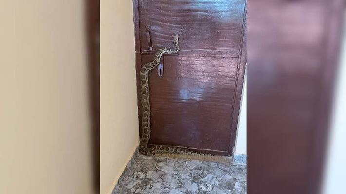 6 feet python reached BJP MLA office in Kanpur inaugurated a few days ago 6 feet python reached BJP MLA office in Kanpur inaugurated a few days ago