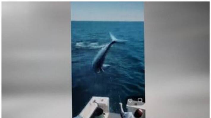 worlds fastest shark leaps water boat deck viral video worlds fastest shark leaps water boat deck viral video