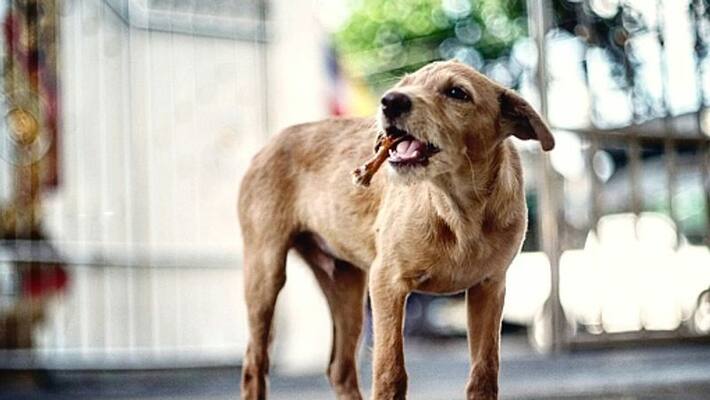 a women from palakkad stray dog attacked by stray dog a women from palakkad stray dog attacked by stray dog