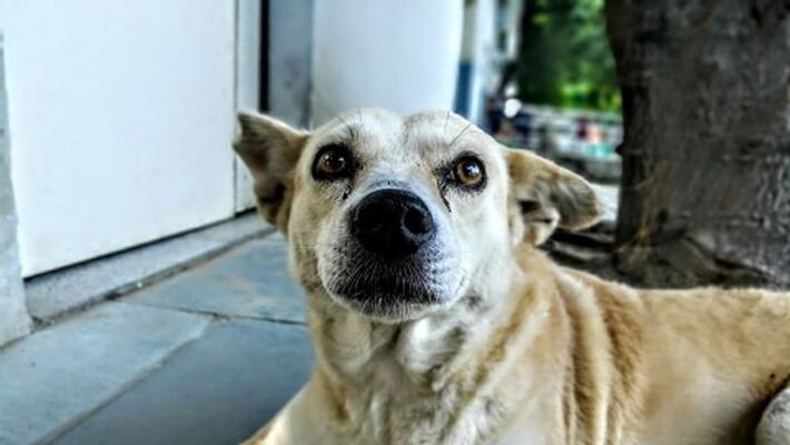 Stray dogs bite and kills chickens in Kayamkulam Stray dogs bite and kills chickens in Kayamkulam