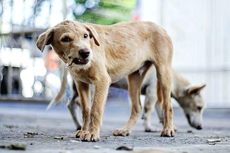 The Supreme Court has ruled that anyone who feed stray dogs could be held accountable if they attack people.