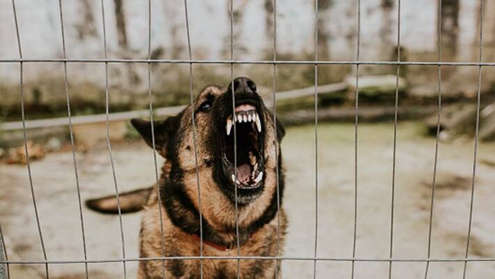 dog bites preventing infections and treating Injuries dog bites preventing infections and treating Injuries