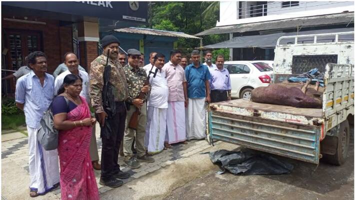 Wild pigs are shot dead by telangana shooters in kozhikode Wild pigs are shot dead by telangana shooters in kozhikode