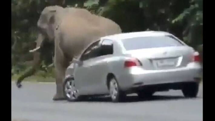 elephant attack and damage car on road video goes viral apa elephant attack and damage car on road video goes viral apa