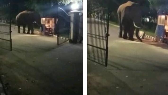 A wild elephant entered the Bharathiar University causing a stir A wild elephant entered the Bharathiar University causing a stir