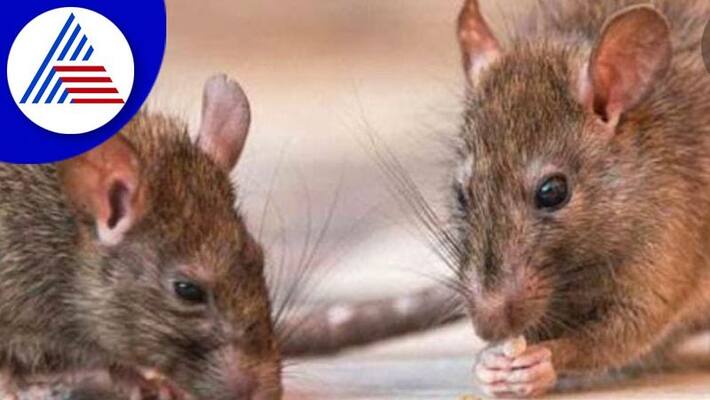 Rain again in Udupi district fear of rat fever gvd Rain again in Udupi district fear of rat fever gvd