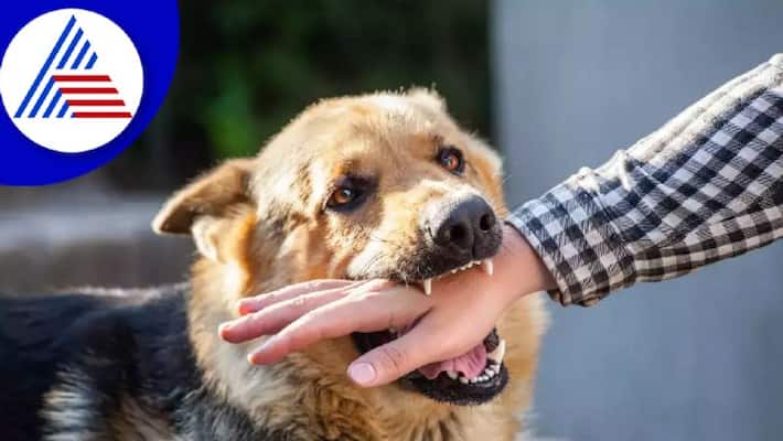 Rabies symptoms and precautions Rabies symptoms and precautions
