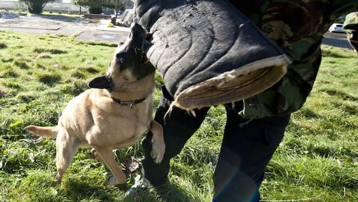 12 year old girl dies after dog bite her, know what to do when dog bites dva 12 year old girl dies after dog bite her, know what to do when dog bites dva
