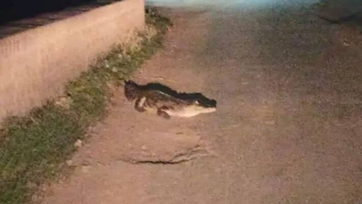 Shahjahanpur road by which children go to school alone crocodile was seen walking there villagers panic Shahjahanpur road by which children go to school alone crocodile was seen walking there villagers panic