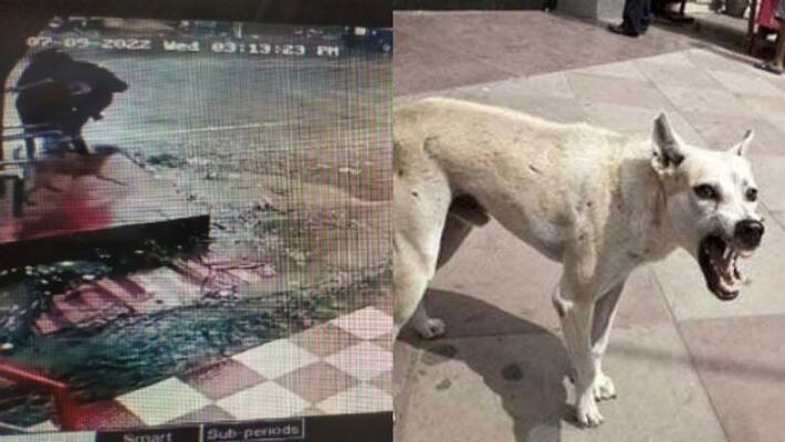 children injured in stray dog attack children injured in stray dog attack