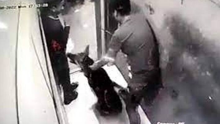 again pet dog attack in lift video goes viral again pet dog attack in lift video goes viral