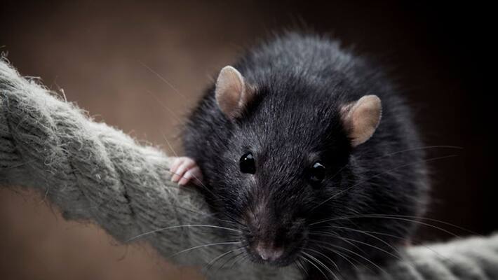 Guests flee from three star hotel room due to rat infestation Guests flee from three star hotel room due to rat infestation