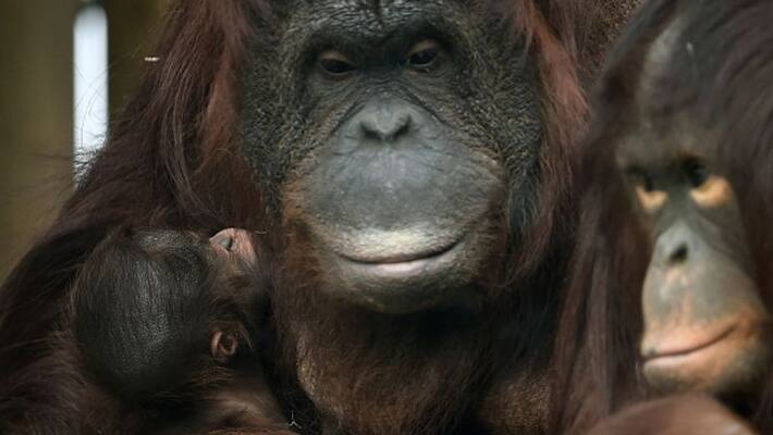 Emotional Reunion Of Chimpanzee Mother With Her Newborn Baby Will Melt Your Heart Emotional Reunion Of Chimpanzee Mother With Her Newborn Baby Will Melt Your Heart