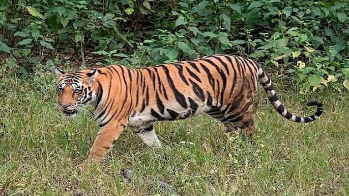 Madhya Pradesh Woman Fought with Tiger for save son life vva Madhya Pradesh Woman Fought with Tiger for save son life vva