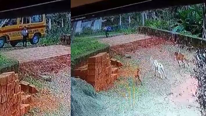 CCTV footage of stray dogs attacking school student in Malappuram CCTV footage of stray dogs attacking school student in Malappuram