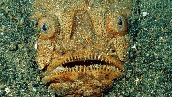 facts about most poisonous fish species in the world facts about most poisonous fish species in the world