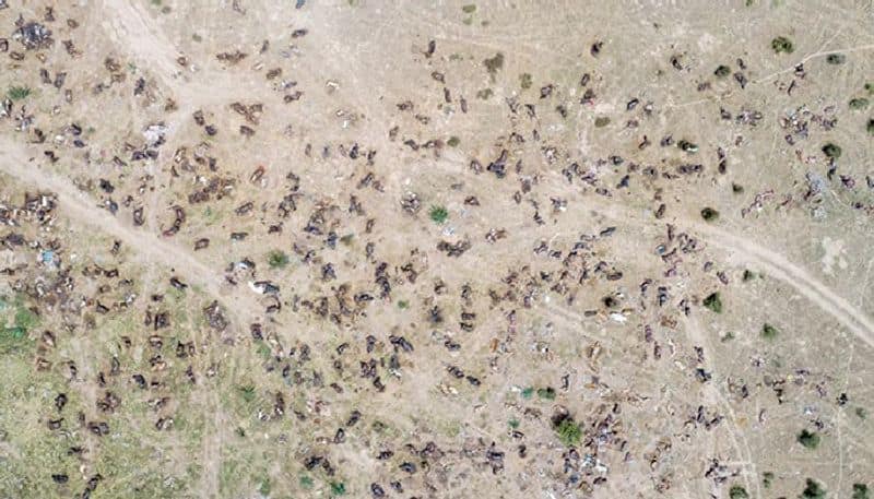 Lumpy Virus: more than 57,000 cattle died; Spreading To More States