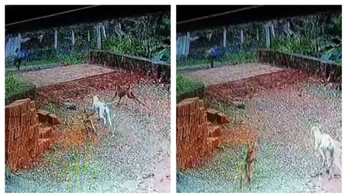CCTV footage of a three dogs trying to a attack a school girl CCTV footage of a three dogs trying to a attack a school girl