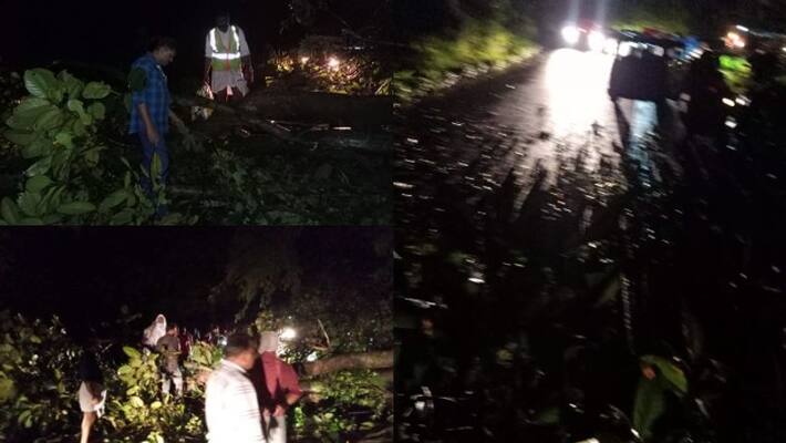 huge tree fell on the Thamarassery pass during the Onam rush resulting in massive traffic jams huge tree fell on the Thamarassery pass during the Onam rush resulting in massive traffic jams