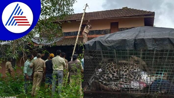 leopard enters house in udupi rescued by forest department gow leopard enters house in udupi rescued by forest department gow