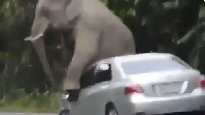 elephant damages car to scratch itself internet in splits viral video ash elephant damages car to scratch itself internet in splits viral video ash