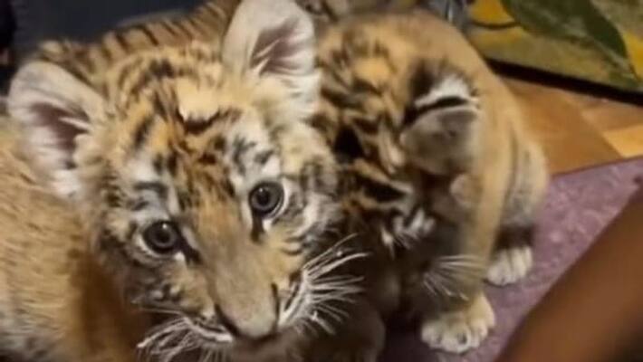 The Vellore Forest Department has arrested a man who tried to sell the tiger cub The Vellore Forest Department has arrested a man who tried to sell the tiger cub