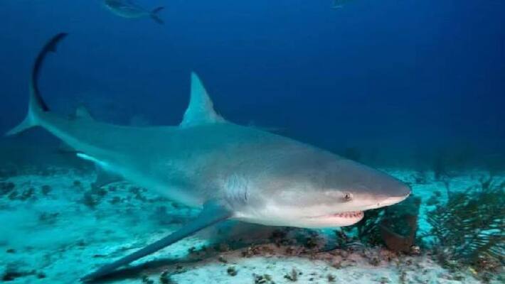 woman killed in shark attack woman killed in shark attack