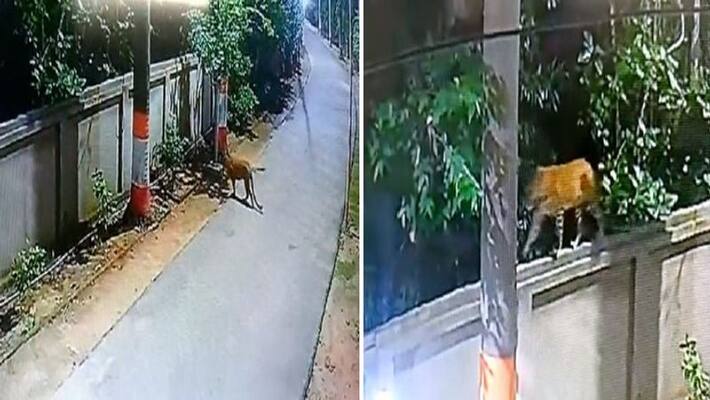 Leopard entered Gonda DM residence again employees are in panic for 3 days CCTV footage went viral Leopard entered Gonda DM residence again employees are in panic for 3 days CCTV footage went viral