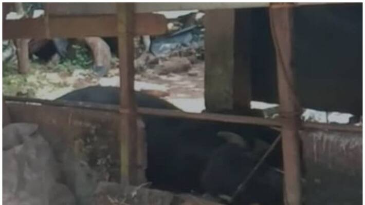a buffalo died in kottayam with rabies symptoms a buffalo died in kottayam with rabies symptoms