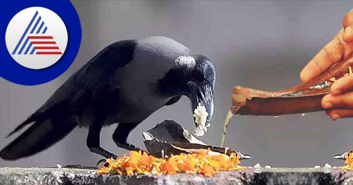 Aadi Amavasai 2023 : அமாவாசை அன்று காகத்திற்கு உணவு கொடுப்பது ஏன்? பலன்கள் என்ன?