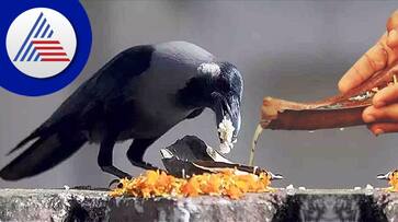 aadi amavasai 2023 significance of feeding crows in amavasya aadi amavasai 2023 significance of feeding crows in amavasya