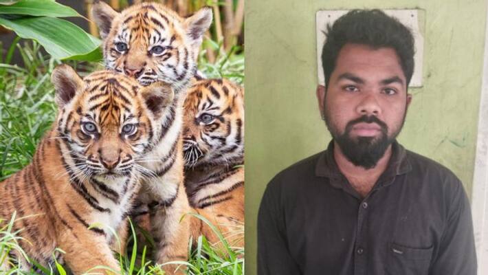 tamil nadu native Youths arrested for advertising sale of tiger cubs tamil nadu native Youths arrested for advertising sale of tiger cubs