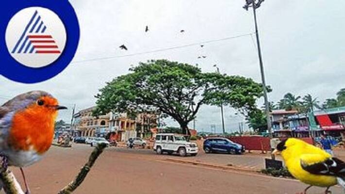 death sentence of a rain tree postponed over 100 water birds saved in kasaragod ash death sentence of a rain tree postponed over 100 water birds saved in kasaragod ash